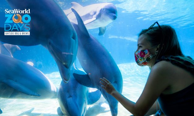SeaWorld San Diego ‘Zoo Days: Bayside BBQ & Brews’ outdoor event begins Aug. 28