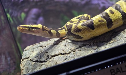 GUIDE: Creepy Critters of Calico crawling with fun at 2024 Knott’s Spooky Farm