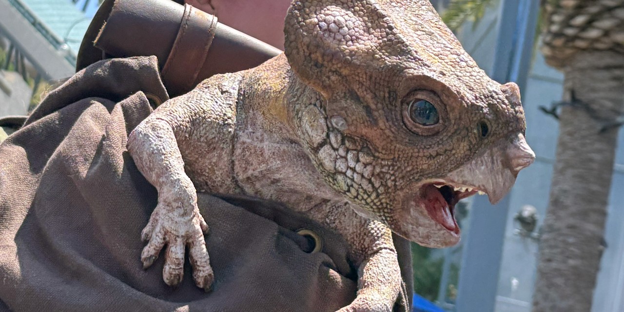 GUIDE: New Aquilops joins dino encounters for Universal Mega Movie Summer